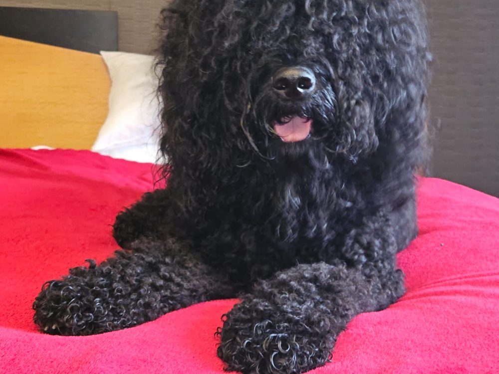 105f04ce-cc86-4b43-9194-eec51d3a306c